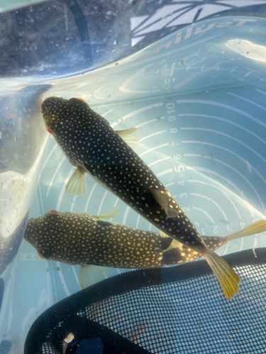 クサフグの釣果