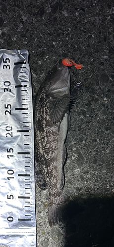 アブラコの釣果