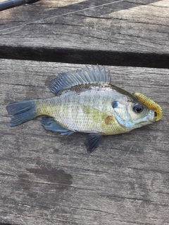 ブルーギルの釣果