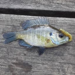 ブルーギル
