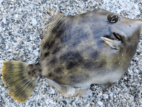 カワハギの釣果