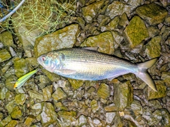 コノシロの釣果