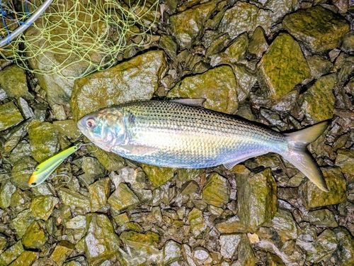 コノシロの釣果