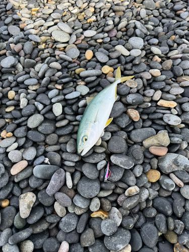 コゾクラの釣果