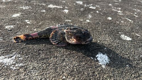 ケムシカジカの釣果