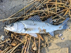 セイゴ（マルスズキ）の釣果