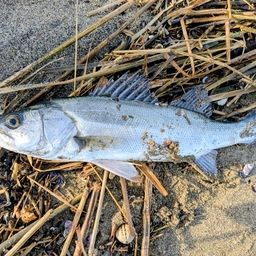 セイゴ（マルスズキ）