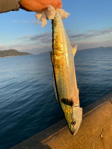 サゴシの釣果