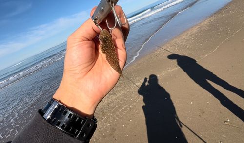 シタビラメの釣果