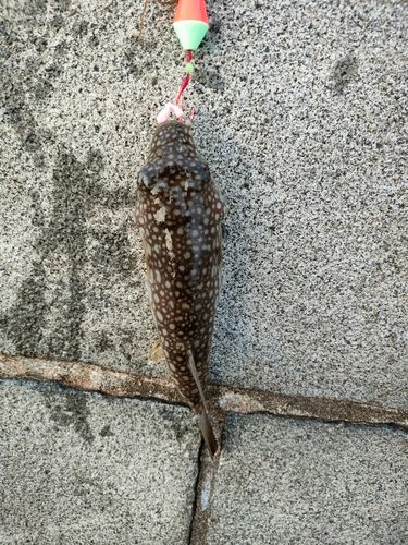 クサフグの釣果