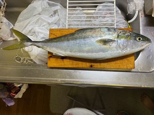 ハマチの釣果