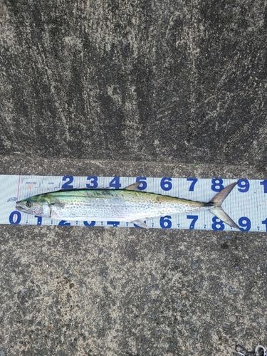サワラの釣果