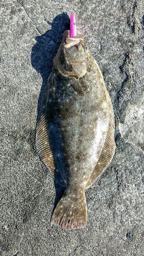 ヒラメの釣果