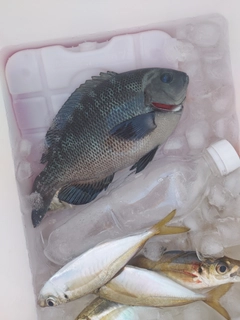グレの釣果