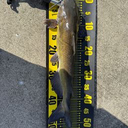 アメリカナマズ