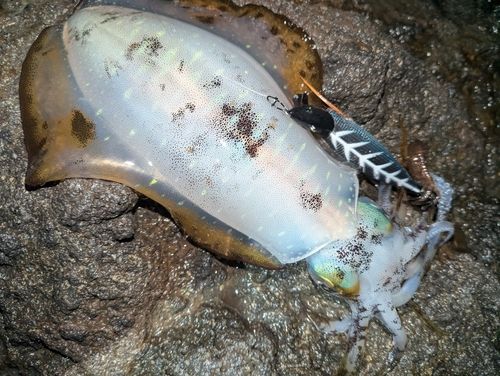 アオリイカの釣果