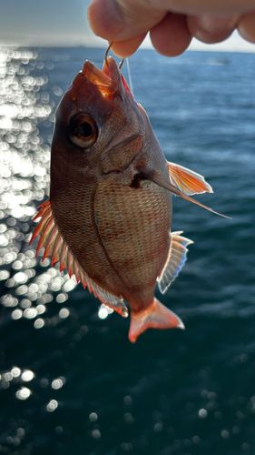 チャリコの釣果