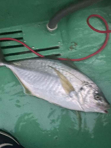 シマアジの釣果