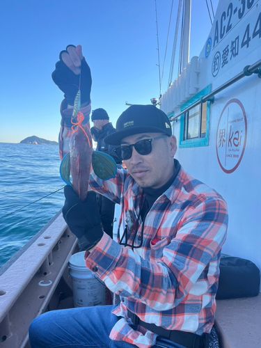 ホウボウの釣果