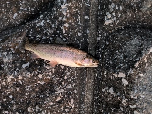 ニジマスの釣果