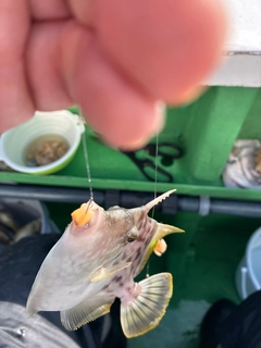 カワハギの釣果