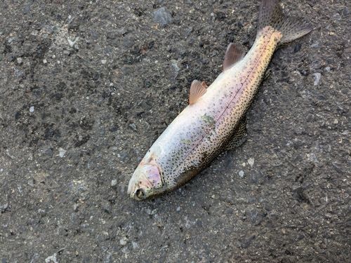 ニジマスの釣果