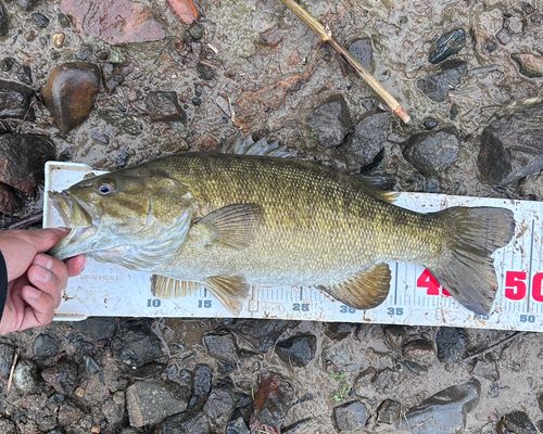 スモールマウスバスの釣果