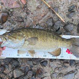 スモールマウスバス