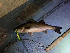 シーバスの釣果