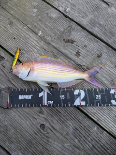 イトヨリダイの釣果