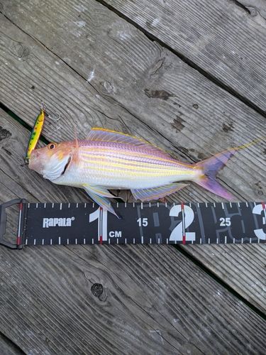 イトヨリダイの釣果