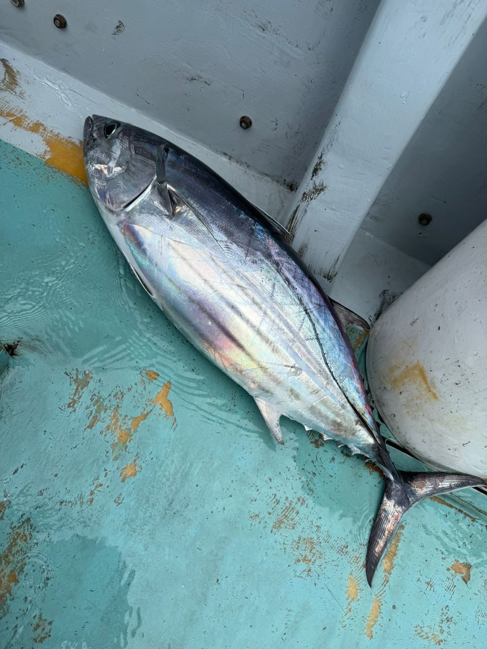 アングラーきんぐさんの釣果 1枚目の画像