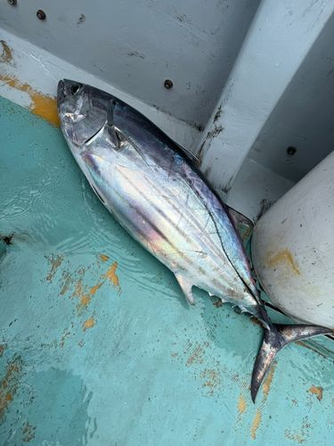 カツオの釣果