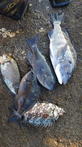 チヌの釣果