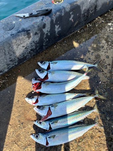 サバの釣果