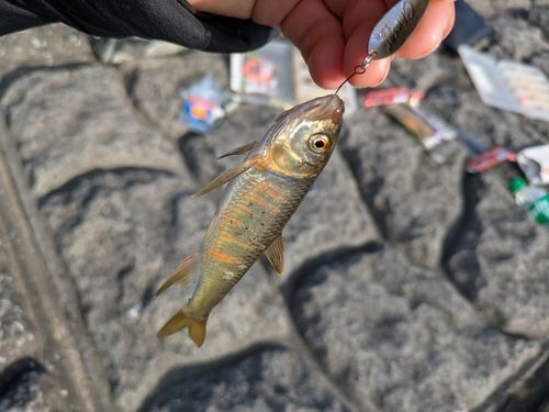 オイカワの釣果
