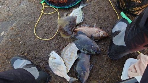 クチブトグレの釣果