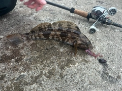 アブラコの釣果