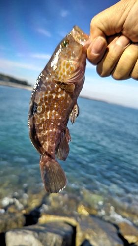 キジハタの釣果