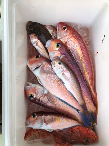 アカアマダイの釣果