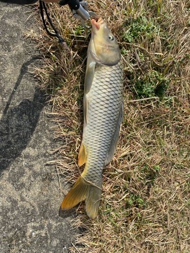 コイの釣果
