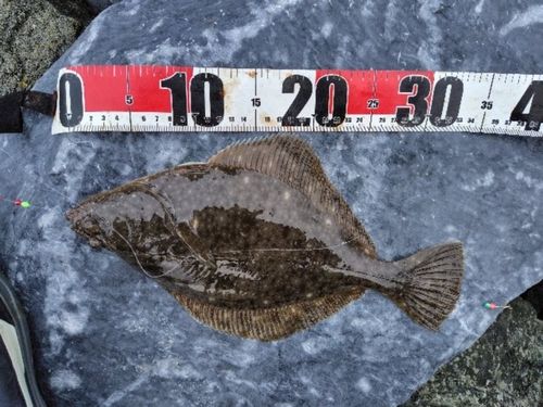 イシガレイの釣果