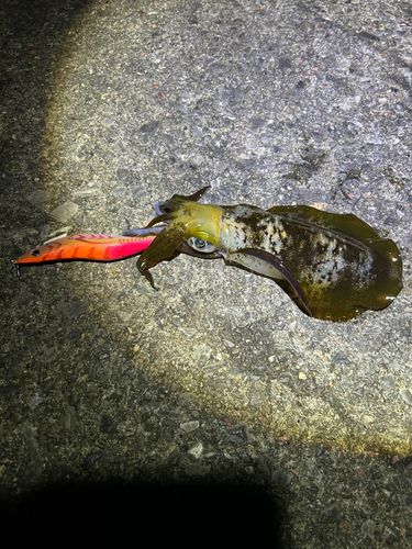 アオリイカの釣果