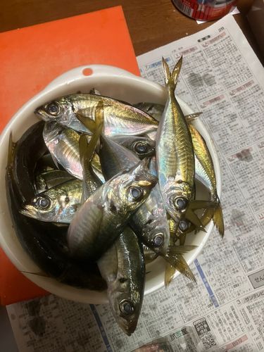 アジの釣果