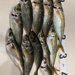 マアジ