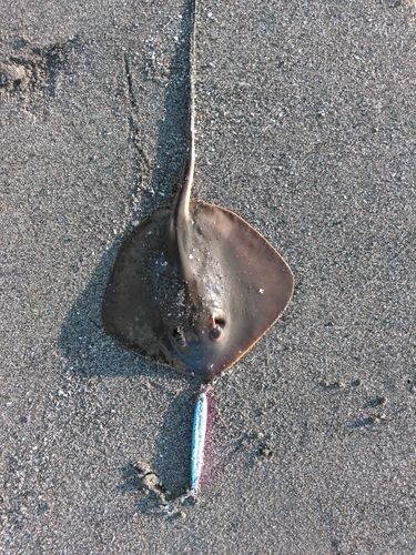 アカエイの釣果