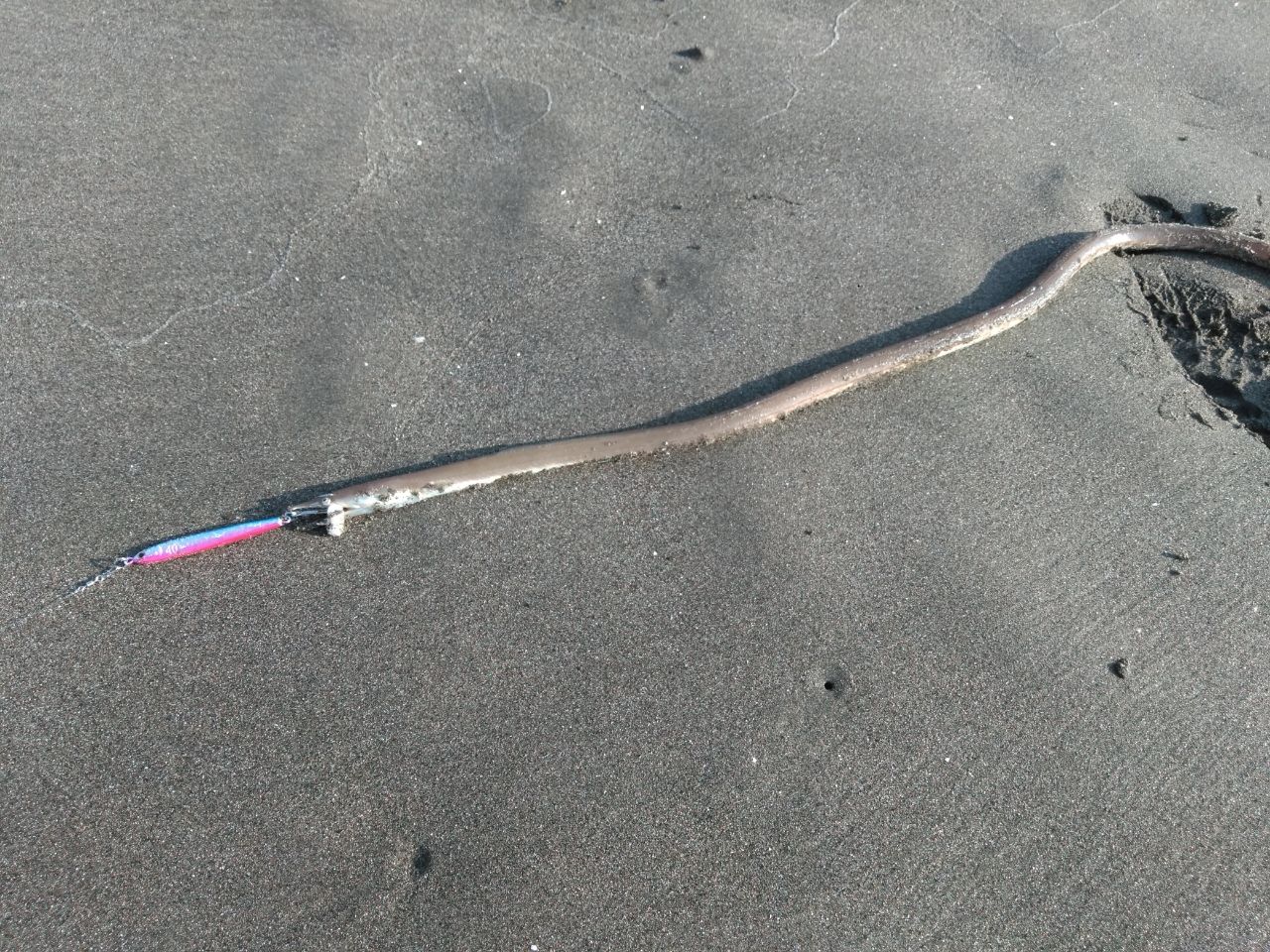 ダイナンウミヘビ