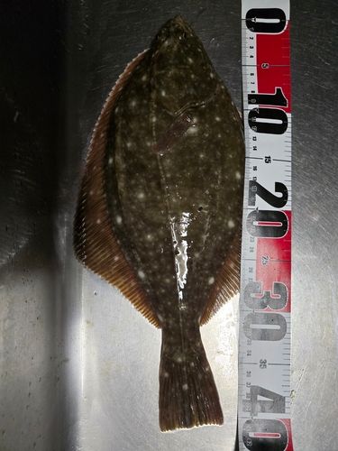 イシガレイの釣果