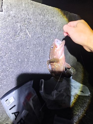 キジハタの釣果