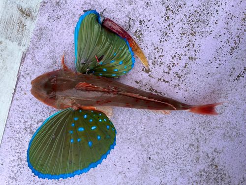 ホウボウの釣果